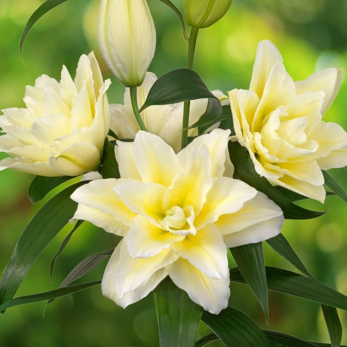 Oriental Lily Bulbs — Store 1 — Three Toads Farm